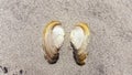 Sea shells in the sand on the beach looking like angel wings Royalty Free Stock Photo