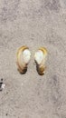 Sea shells in the sand on the beach looking like angel wings Royalty Free Stock Photo