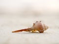 Sea shells on sand beach at sunset in summer day Royalty Free Stock Photo