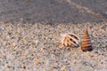 Sea shells sand beach Royalty Free Stock Photo
