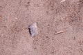 Sea Shells on Sand Dunes at Emerald Isle, NC Royalty Free Stock Photo