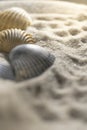 sea shells in the sand, macro shallow depth of field