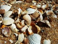 Sea shells with sand