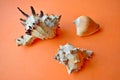 Sea shells and shells on an orange background Royalty Free Stock Photo