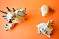 Sea shells and shells on an orange background Royalty Free Stock Photo