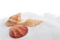 Sea shells in sand pile isolated on white background Royalty Free Stock Photo