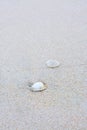 Sea shell on the tropical sandy beach and Space for text Royalty Free Stock Photo