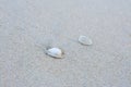 Sea shell on the tropical sandy beach and Space for text Royalty Free Stock Photo