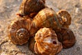 Sea shells on the sand