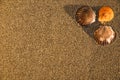 Sea shells on sand, Summer beach background,Seashells on a summer beach and sand as background, Sea shells, Travel, vacation conce Royalty Free Stock Photo