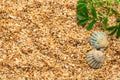 Sea shells on sand. Summer beach background. Top view Royalty Free Stock Photo