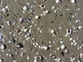 Sea shells on sand. Summer beach background. Top view Royalty Free Stock Photo