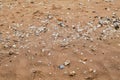 Sea shells on sand. Summer beach background. Top view. Royalty Free Stock Photo