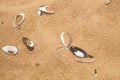 Sea shells on sand. summer beach background Royalty Free Stock Photo