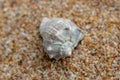 Sea shells on sand. Summer beach background. Top view Royalty Free Stock Photo