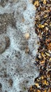 Sea shells on sand. Summer beach background. Top view