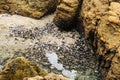 Sea shells in the sand surrounded by rocks at Crescent Bay beach