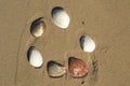 sea shells in the sand. top view Royalty Free Stock Photo