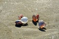 Title: Seashells on Sandy Beach, Cyprus Royalty Free Stock Photo