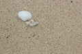 Sea shells and sandy