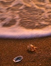 Sea shells on sandy beach 1 Royalty Free Stock Photo