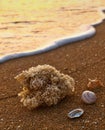 Sea shells on sandy beach