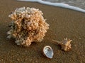 Sea shells at sandy beach Royalty Free Stock Photo