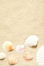 Sea shells on sandy beach. Summer background. Top view Royalty Free Stock Photo