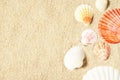 Sea shells on sandy beach. Summer background. Top view Royalty Free Stock Photo