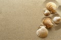 Sea shells on sandy beach. Summer background. Top view. Royalty Free Stock Photo