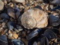 Sea shells on a sandy beach, summer beach background.The texture of the shells of the big plan Royalty Free Stock Photo