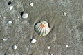 Sea shells, sandy beach