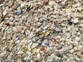 Sea shells on Sanibel island beach Florida Royalty Free Stock Photo