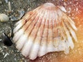 Sea shells on the sea shore Royalty Free Stock Photo