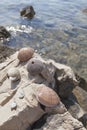 Sea shells and sea urchins, on the rock on sea coast