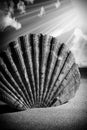 Sea Shells Seashells, sea shells from beach - panoramic - with l Royalty Free Stock Photo