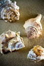 Sea Shells Seashells, sea shells from beach - panoramic - with l Royalty Free Stock Photo