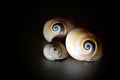 Sea Shells Seashells, sea shells from beach - panoramic - with l Royalty Free Stock Photo