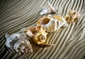 Sea Shells Seashells, sea shells from beach - panoramic - with l Royalty Free Stock Photo