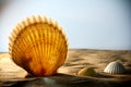 Sea Shells Seashells, sea shells from beach - panoramic - with l Royalty Free Stock Photo