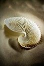 Sea Shells Seashells, sea shells from beach - panoramic - with l Royalty Free Stock Photo