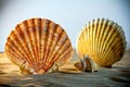 Sea Shells Seashells, sea shells from beach - panoramic - with l Royalty Free Stock Photo