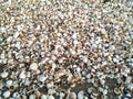 Sea Shells Seashells. Royalty Free Stock Photo