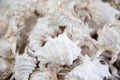 Sea Shells Seashells! - variety of sea shells from beach - panoramic - with large scallop shell