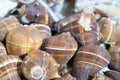 Sea Shells Seashells! - variety of sea shells from beach - panoramic - with large scallop shell Royalty Free Stock Photo