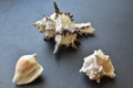 Sea shells and shell on a black background. Royalty Free Stock Photo