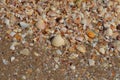 Sea shells on the shore close-up photo Royalty Free Stock Photo