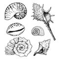 Sea shells sketch set. Hand drawn vector drawing of different types sea and ocean shells. Vector illustrations collection isolated