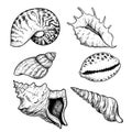 Sea shells sketch set. Hand drawn vector drawing of different types sea and ocean shells. Vector illustrations collection isolated