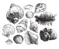 Sea shells sketch set Royalty Free Stock Photo